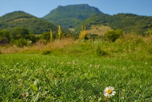 a daisy in a field of grass with mountains in the background at Carla House in Vidolm