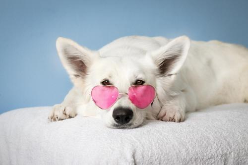 a white dog laying on a bed wearing pink glasses at Apartamenty Renesans in Krynica Zdrój