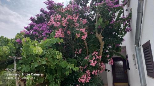 Κήπος έξω από το Eco Secluded apartments Zabodarski