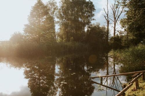 a reflection of trees in a body of water at Dom Gościnny Sowia Stópka in Miłomłyn