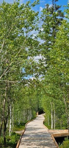 a tree lined road with trees on either side at Horská Kvilda - Ubytování U Chvalů in Horská Kvilda