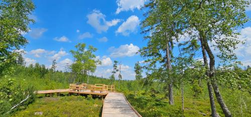 a wooden bench on a boardwalk in the woods at Horská Kvilda - Ubytování U Chvalů in Horská Kvilda