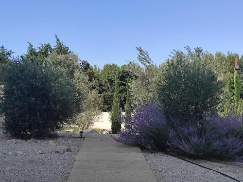 un jardin avec des arbres et des fleurs violettes et un trottoir dans l'établissement Magnifique Mas contemporain, à Fontvieille