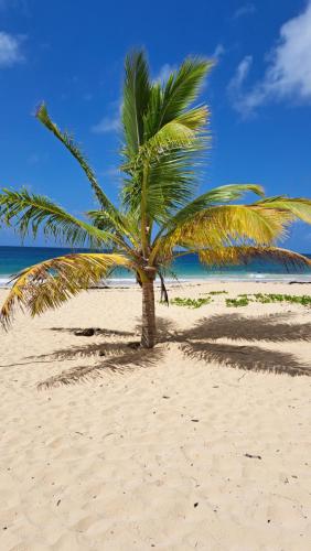 a palm tree sitting on a sandy beach at studio plage de l'anse caritan in Sainte-Anne