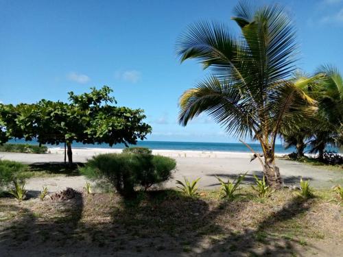 a beach with two palm trees and the ocean at Bungalow le Charme, au bord de la mer 