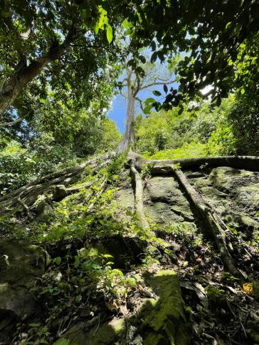 a tree on the side of a hill with trees at Casa Grande Mountain Retreat - Adults Only in Utuado