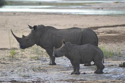 a couple of rhinos standing in a field at Luxury Tented Village @ Urban Glamping in St Lucia