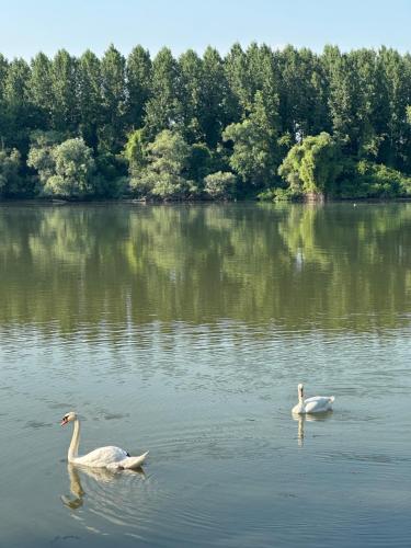 dos cisnes nadando en un gran cuerpo de agua en Kuca na Dunavu, en Belgrado
