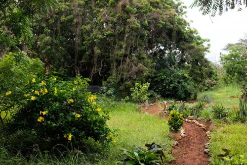Een tuin van Germanotta (@ Home of Halwaridi)