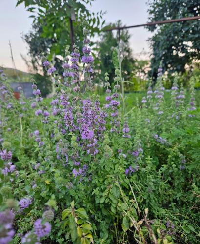 a bunch of purple flowers in a garden at Guest house Lagodehki in Khizabavra