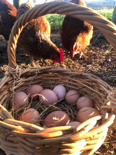 a group of chickens standing around a basket of eggs at Westholm Lodge in Harihari