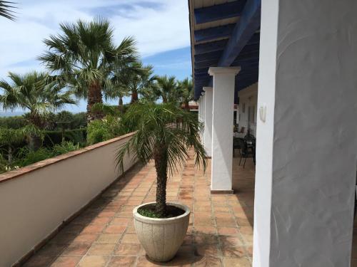 a palm tree in a large pot on a balcony at Dulce Nombre Hotel - Apartamentos in Tarifa