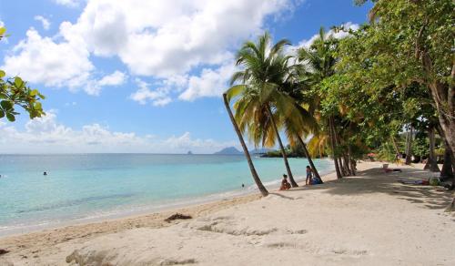 a sandy beach with palm trees and the ocean at La Poulette amazonienne in La Mauny