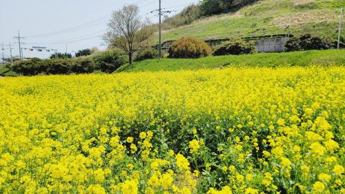 pole żółtych kwiatów przed wzgórzem w obiekcie Sacheon Stay w Sacheon