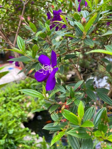 a purple flower on a tree with green leaves at Window Homestay in Kon Tum