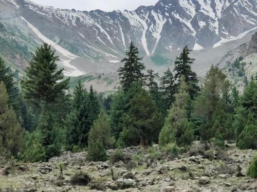 a group of trees in front of a mountain at Rakaposhi Amin Hotel & Restaurant Pissan Hunza Nagar Gilgit Baltistan in Gilgit
