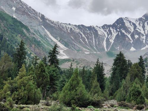 a view of a mountain range with trees in the foreground at Rakaposhi Amin Hotel & Restaurant Pissan Hunza Nagar Gilgit Baltistan in Gilgit