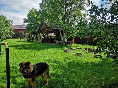 a dog standing in the grass in a yard at Arenda Noclegi Niedzica in Niedzica