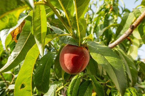 a red apple hanging on a tree branch at Casa Manu in Assemini