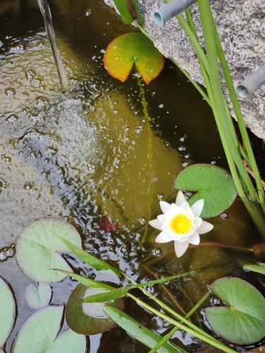 a white flower in a pond with lily pads at B&B La Terre Brûlée in Aigues-Mortes