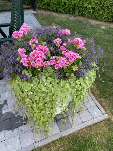 a large flower pot filled with pink and purple flowers at GITE D'Hotlîs in Aywaille