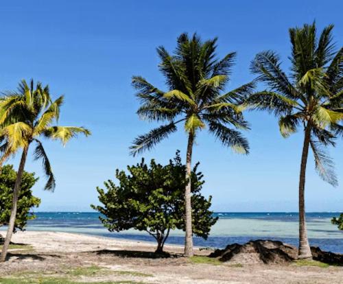un gruppo di palme su una spiaggia di Appartement d'une chambre avec vue sur la mer jardin clos et wifi a Le Vauclin a 1 km de la plage a Le Vauclin