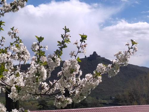 a tree with white flowers in front of a mountain at garden and panorama in Mtskheta