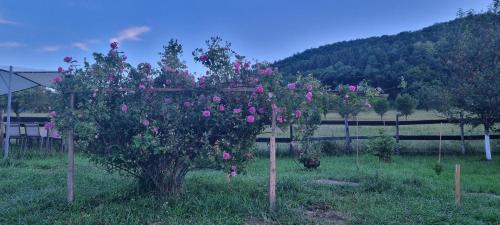 a tree with pink roses on it in a field at Pensiunea Printul Vlad in Sibiel