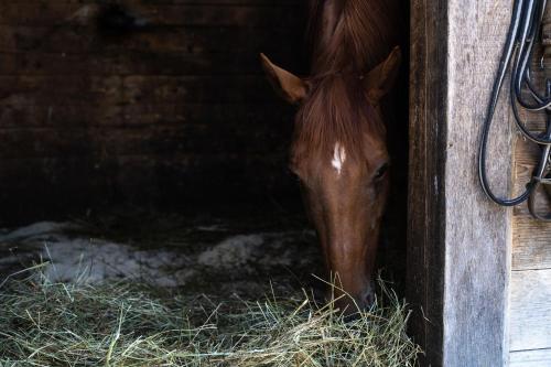 a brown horse eating hay in a stable at Horse Farm Holiday Pr' Kolenc in Zgornje Gorje