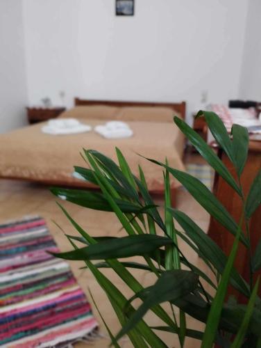 a green plant in a room with a bed at Patmos house Leo & Mary in Patmos