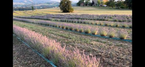 a row of lavender plants in a field at la baita nei boschi in Serramazzoni