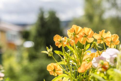 Taman di luar Friedolin im Bärenhüsli