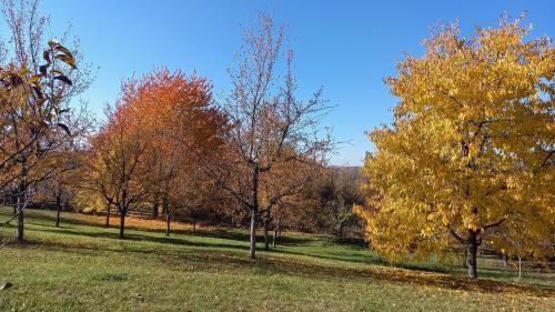 a group of trees in a field with autumn leaves at Šumska čarolija in Kosjerić