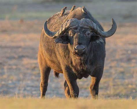 Animales en la casa vacacional o alrededores
