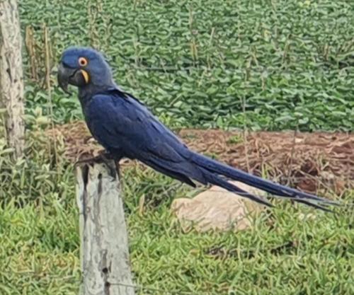 a blue bird sitting on top of a wooden post at Refúgio Exclusivo no Meio da Natureza in Bonito