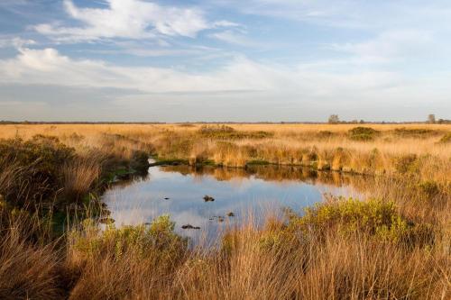 a small river in a field with tall grass at KnusinTwente in Geesteren