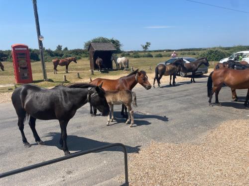 a group of horses standing in the street at New Forest View in Beaulieu