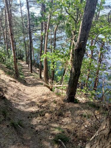 a dirt trail in a wooded area with trees at KnusinTwente in Geesteren