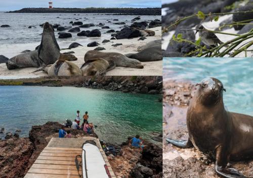 a collage of photos with seals and people on the beach at Apartamento en San Cristóbal con 2 habitaciones, 6 camas, sala, comedor, cocina, balcón privado, terraza con vista al mar, lavadora, internet satelital, cerca de bares y restaurantes - Sol y Mar, Galápagos Home in Puerto Baquerizo Moreno