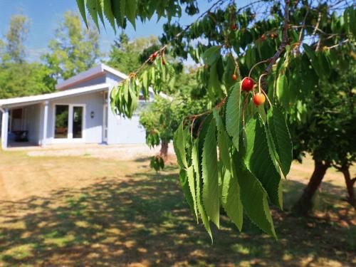 a tree with leaves and a house in the background at 10 person holiday home in Dannemare-By Traum in Dannemare