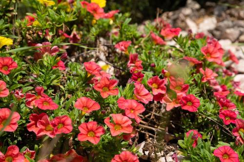 a bunch of pink flowers in a garden at HOTEL POSADA LaS RETAJAS in Medinaceli