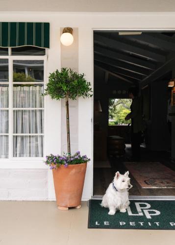 Haiwan peliharaan atau haiwan-haiwan peliharaan yang menginap dengan tetamu di Le Petit Pali at Ocean Ave