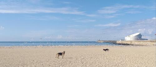 zwei Hunde stehen am Strand in der Nähe des Ozeans in der Unterkunft Maria Sardinha_As Três Marias in Matosinhos