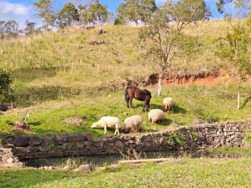 Fazendinha Adoro – Photos 3