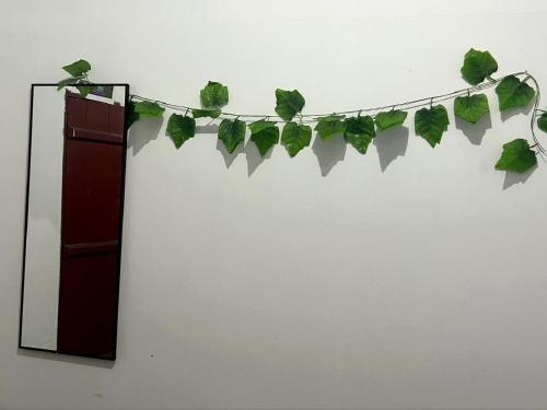 a string of ivy on a wall with a mirror at Cómoda y céntrica habitación en Iquitos in Iquitos