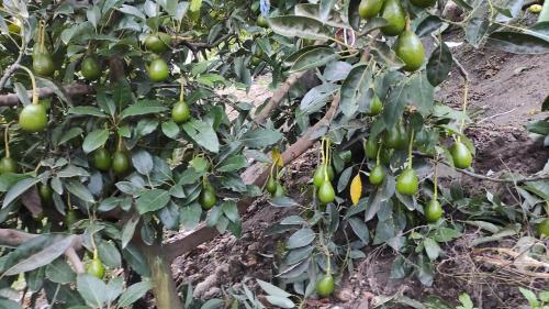 un montón de tomates verdes creciendo en un árbol en Rancho Descanso, en Guano