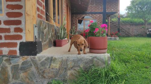 a brown dog standing on a porch next to potted plants at Rancho Descanso in Guano