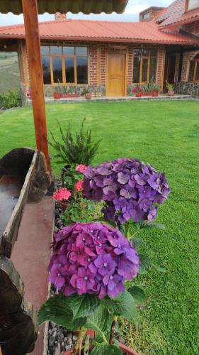 Ein paar lila Blumen vor einem Haus in der Unterkunft Rancho Descanso in Guano