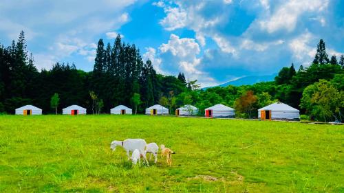 a group of horses grazing in a field with huts at miniモンゴルキャンプ場 in Gujo