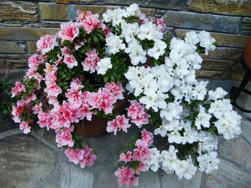 a pot of pink and white flowers on a brick wall at Filoxenia in Tsagarada